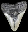 Bargain, Megalodon Tooth - North Carolina #54898-1